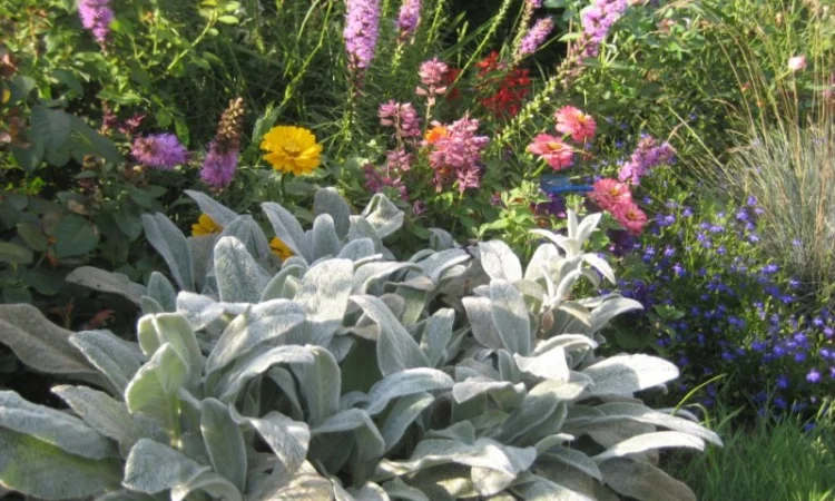 Чистець візантійський 'Заячі вушка' – сортовий за доступною ціною - фото № 8