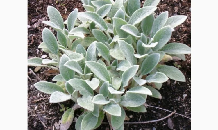 Чистець візантійський 'Заячі вушка' – сортовий за доступною ціною - фото № 9