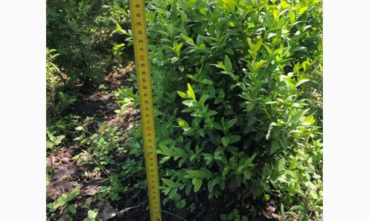 Продам Самшит (Buxus) - фото № 1