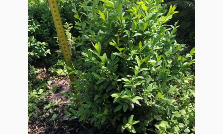 Продам Самшит (Buxus) - фото № 2