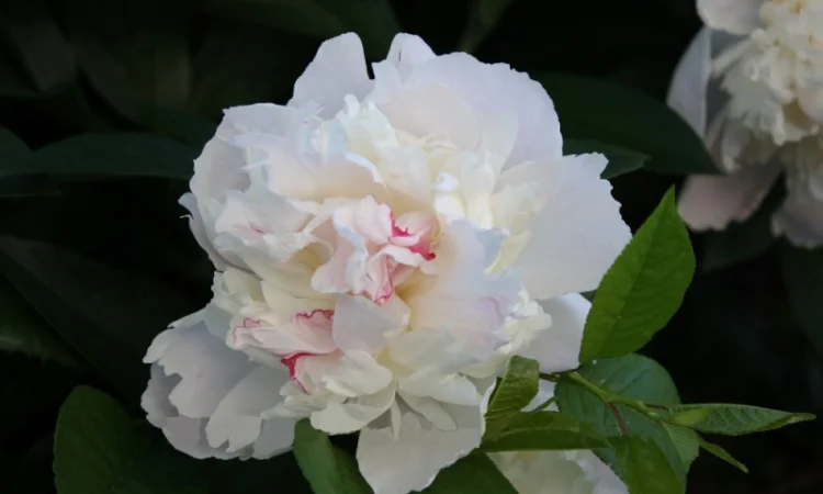 Саженец белого пиона - фото № 1