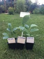 Магнолія - фото № 1