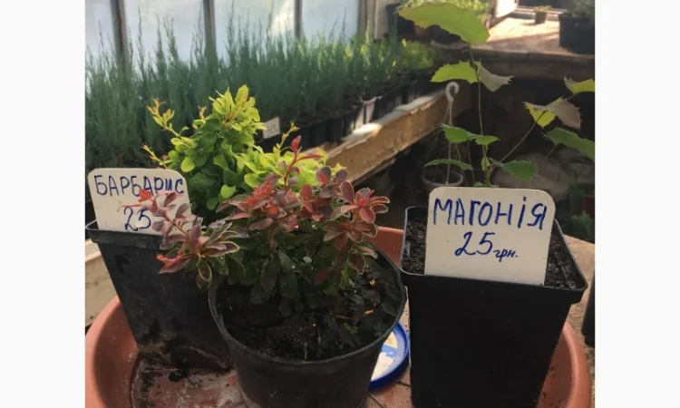 Магнолія - фото № 2