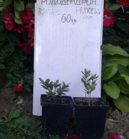 Рододендрон – трехлетнее растение в горшке - фото № 1