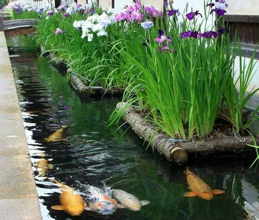 Водные растения для вашего пруда - фото № 1