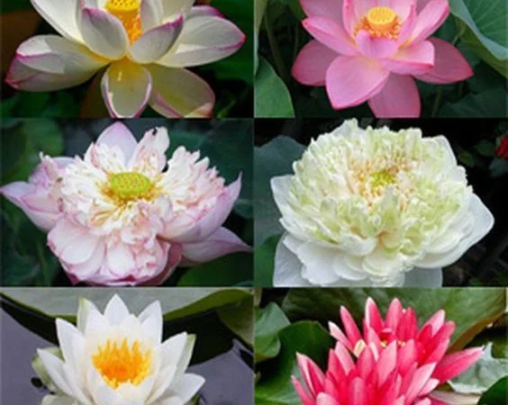 Водные растения для вашего пруда - фото № 2