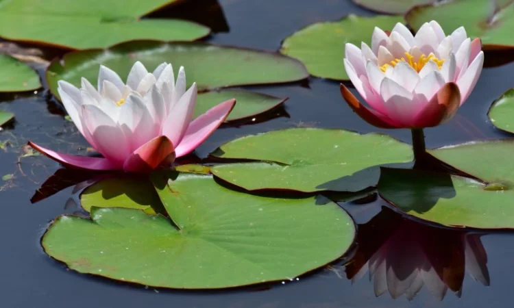 Водные растения для вашего пруда - фото № 4