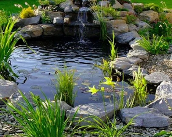 Водные растения для вашего пруда - фото № 6