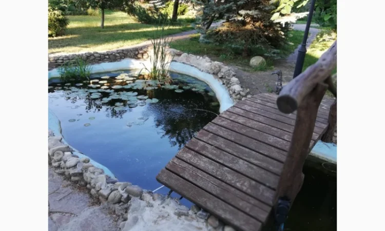 Водные растения для вашего пруда - фото № 7