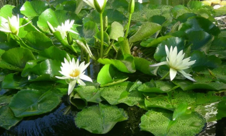 Водные растения для вашего пруда - фото № 8