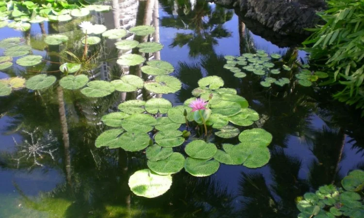 Водные растения для вашего пруда - фото № 9