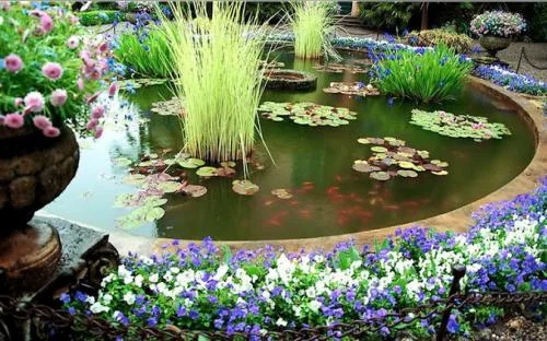 Водные растения для вашего пруда - фото № 10