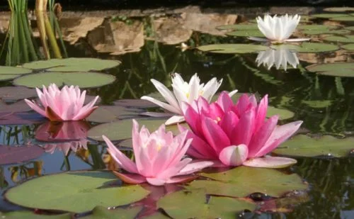 Водные растения для вашего пруда - фото № 15