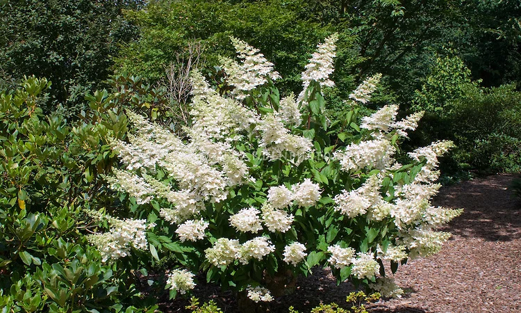 Гортензія метельчата Grandiflora – продаж саджанців - фото № 1