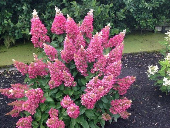 Гортензія метельчата Grandiflora – продаж саджанців - фото № 2