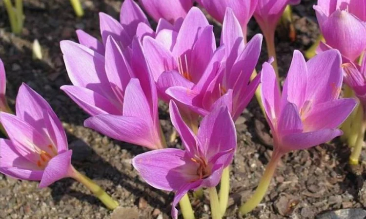 Крокус осенний - Колхикум - луковицы в продаже - фото № 1