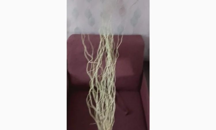 Гилочки кручёной вербы для декора - фото № 1