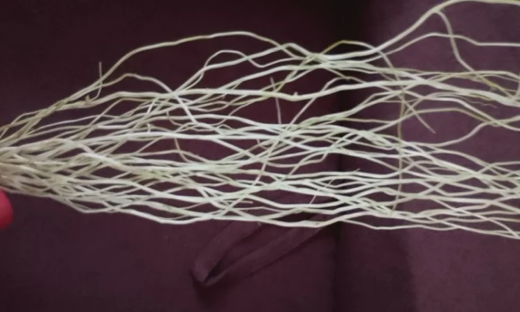 Гилочки кручёной вербы для декора - фото № 3