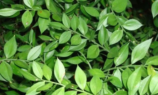 Продается свежий Рускус оптом - фото № 1