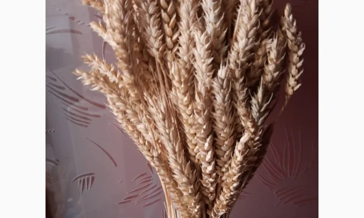 Продам колоски пшениці та квіти маку для квіткових композицій та декору - фото № 2