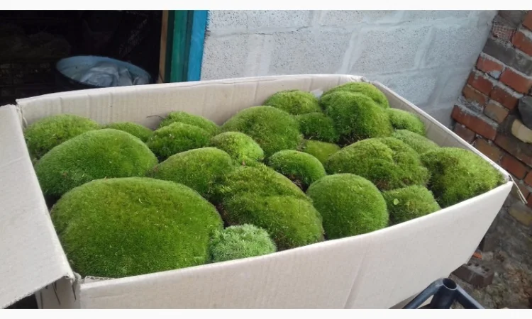 Живой мох левкобриум на кочках - фото № 1