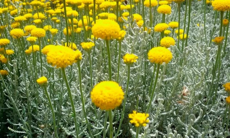 Сантолина перистая – декоративный кустарник - фото № 1