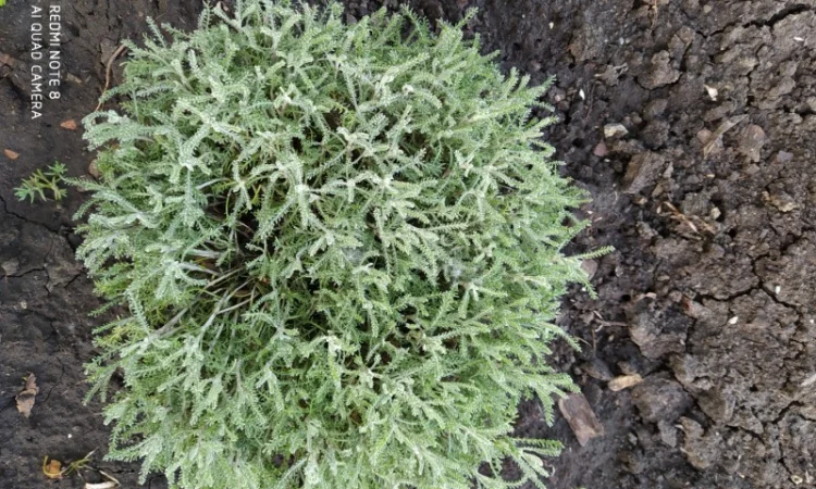 Сантолина перистая – декоративный кустарник - фото № 2