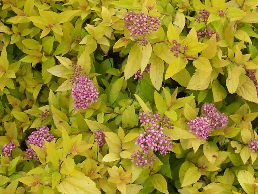 Спирея японская Голден Карпет, голден ELF - фото № 3