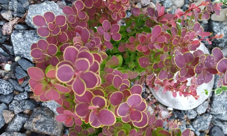 Барбарис Оранж Санрайз 1 год 65 грн, 2 года 85 грн - фото № 2