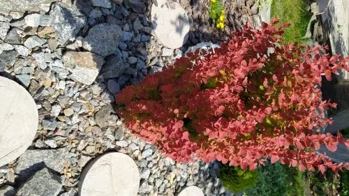 Барбарис Оранж Санрайз 1 год 65 грн, 2 года 85 грн - фото № 1