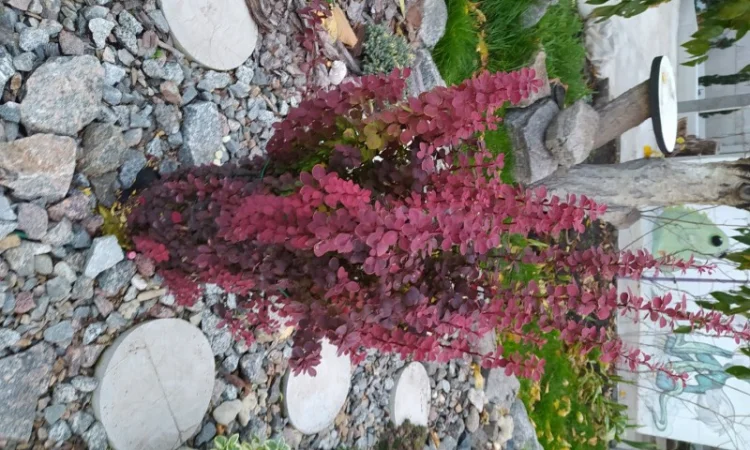 Барбарис Оранж Санрайз 1 год 65 грн, 2 года 85 грн - фото № 3