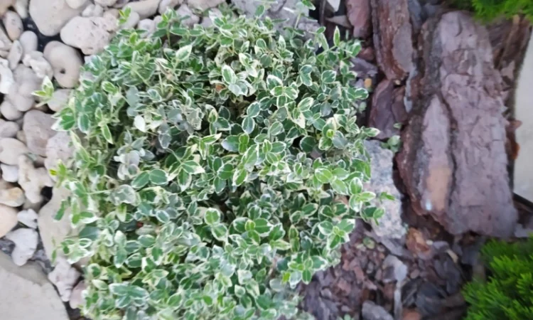 Бересклет Эмеральдгаети – вечнозеленое растение - фото № 2