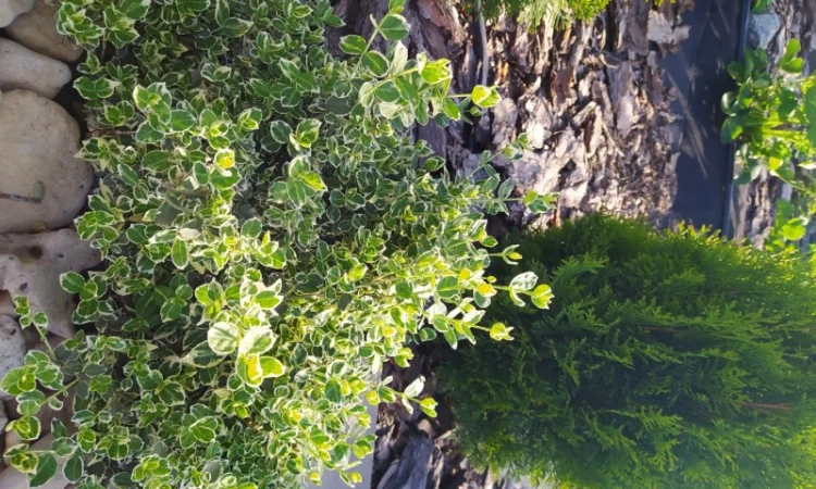 Бересклет Эмеральдгаети – вечнозеленое растение - фото № 3