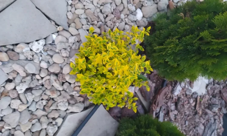 Бересклет Эмеральдгаети – вечнозеленое растение - фото № 4