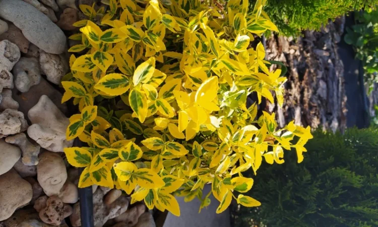 Бересклет Эмеральдгаети – вечнозеленое растение - фото № 1