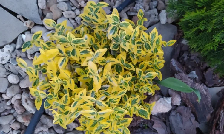 Бересклет Эмеральдгаети – вечнозеленое растение - фото № 5