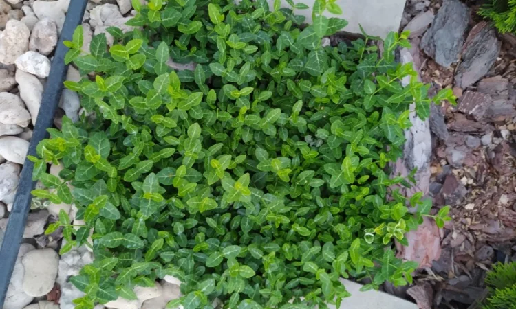 Бересклет Эмеральдгаети – вечнозеленое растение - фото № 6