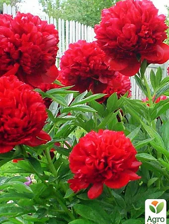 Пион травянистый "Диана Паркс" – продажа саженцев - фото № 2