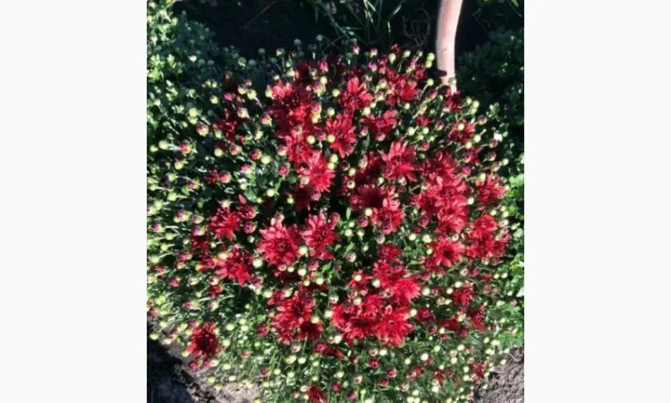 Хризантема шаровидная - фото № 2