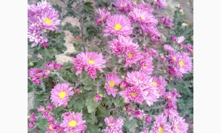 Хризантема шаровидная - фото № 4