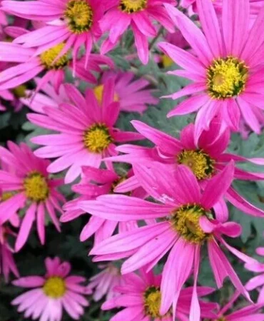 Хризантема шаровидная - фото № 5