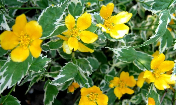 Керрия японская «Picta» 20-30 см - фото № 1