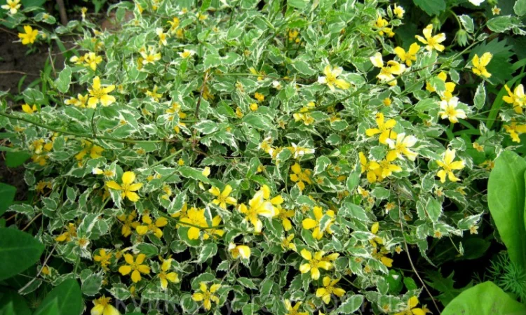 Керрия японская «Picta» 20-30 см - фото № 2