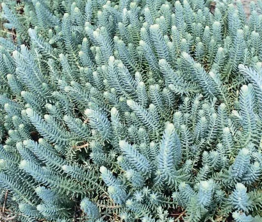 Очиток отогнутый Блу Форест - фото № 2