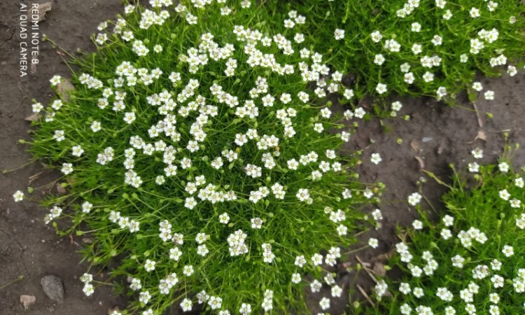 Мшанка шиловидна (Ірландський мох) - саджанці на продаж - фото № 2