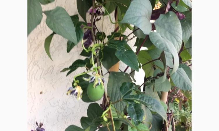 Пропонуємо саженці пассифлори маракок - фото № 1