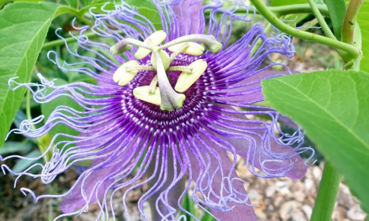 Пропонуємо саженці пассифлори маракок - фото № 3