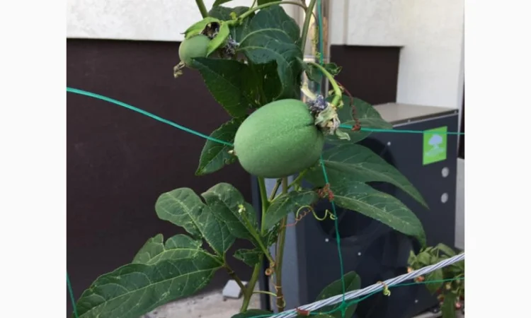 Пропонуємо саженці пассифлори маракок - фото № 4