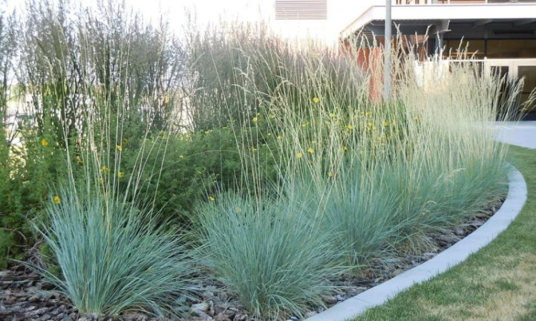 Декоративные травы Овсец вечнозеленый (Helictotrichon sempervirens) - фото № 2