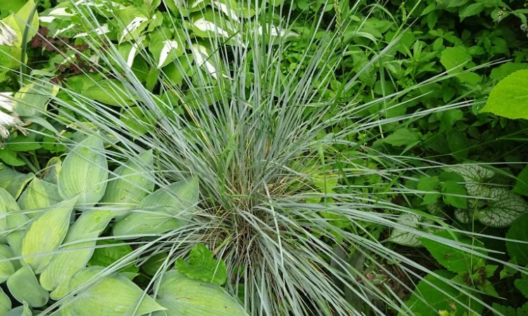 Декоративні трави Овсець вічнозелений (Helictotrichon sempervirens) на продажу - фото № 3